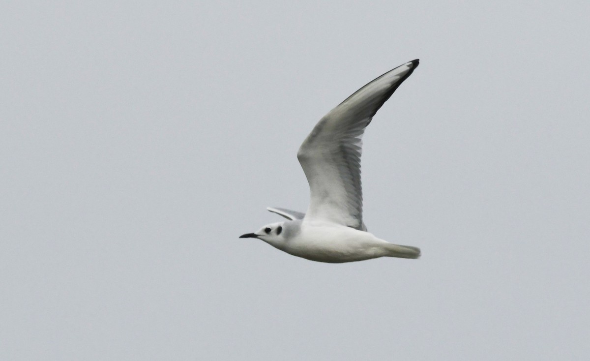Bonaparte's Gull - ML647783593