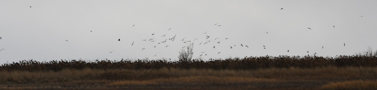 Bonaparte's Gull - ML647783594