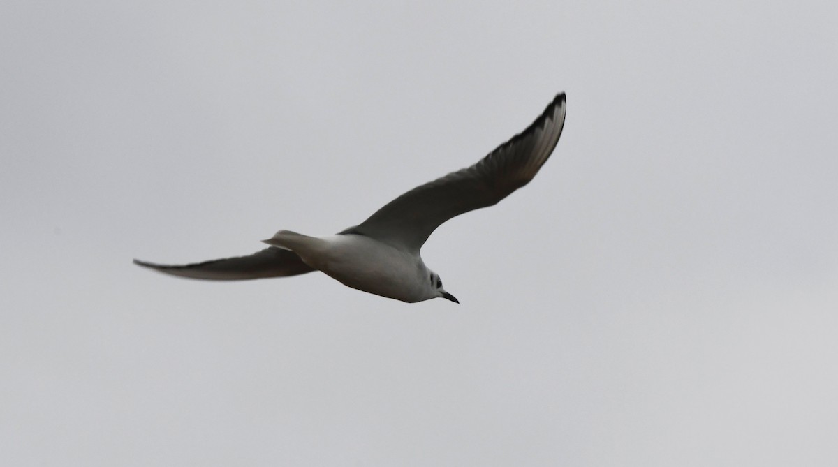 Bonaparte's Gull - ML647783595