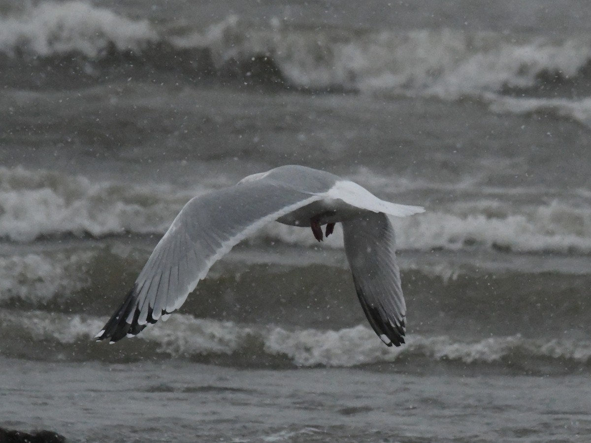 American Herring Gull - ML647783596