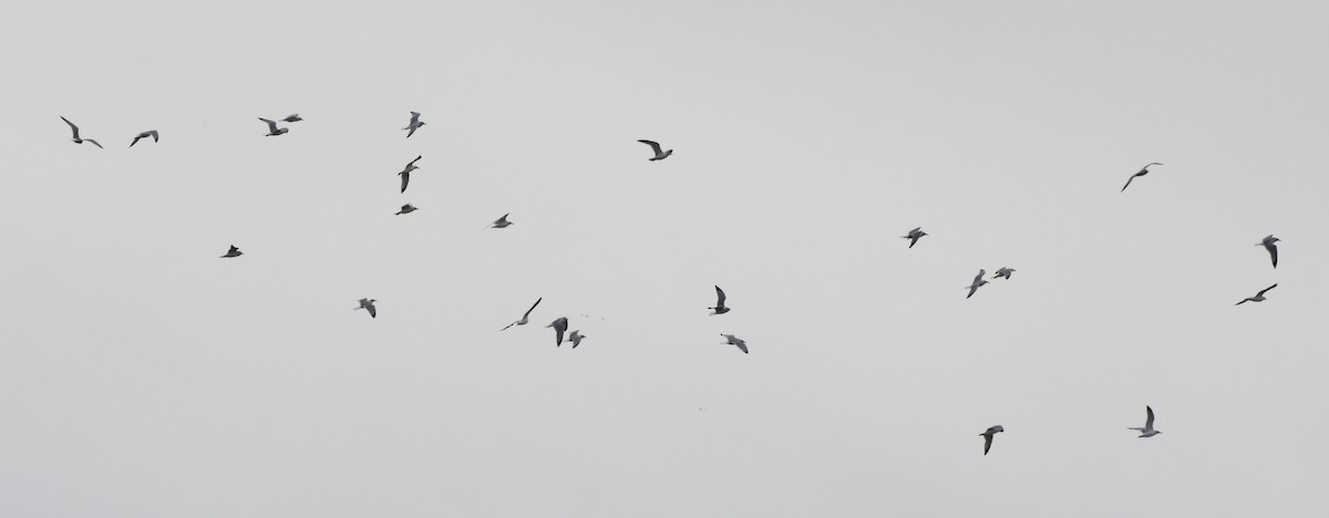 Bonaparte's Gull - ML647783597