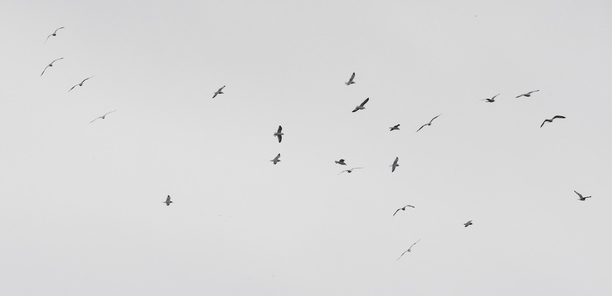 Bonaparte's Gull - ML647783598