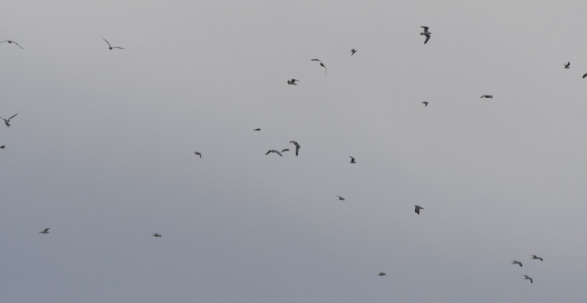 Bonaparte's Gull - ML647783599