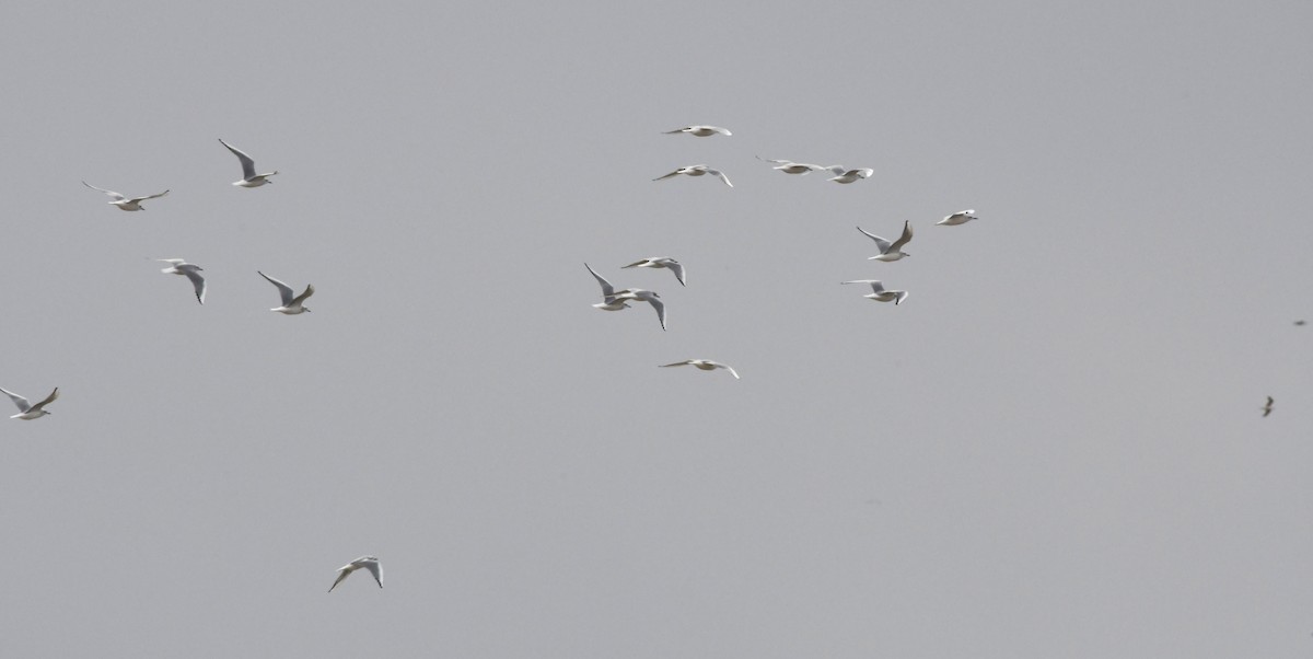 Bonaparte's Gull - ML647783600