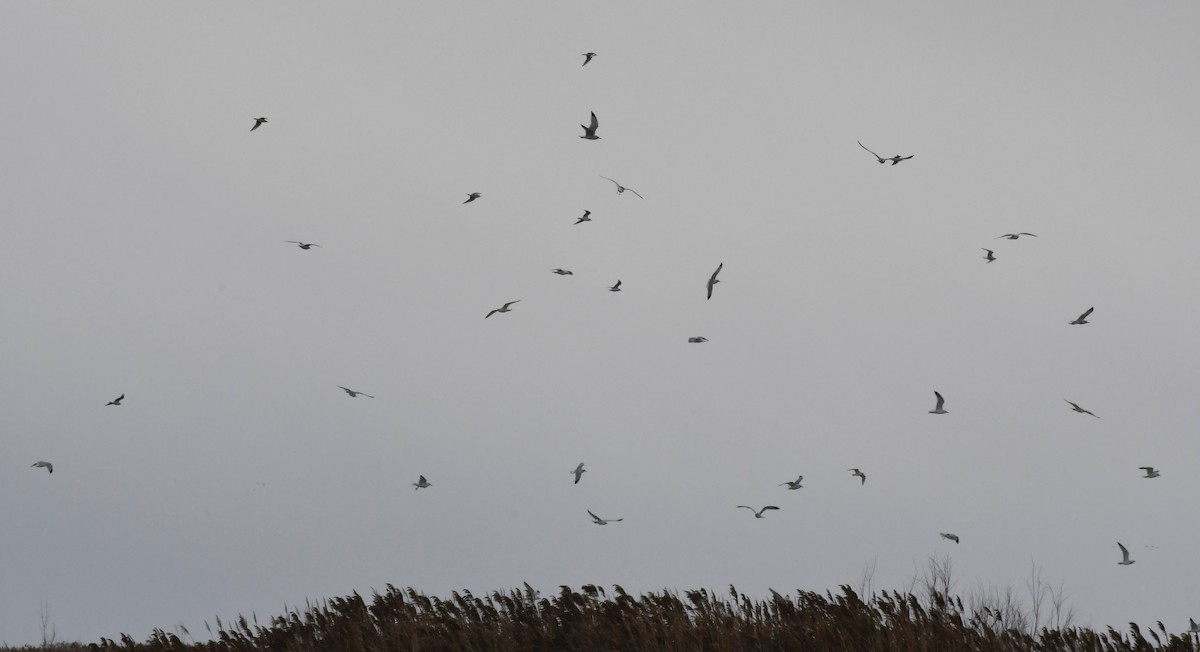 Bonaparte's Gull - ML647783601