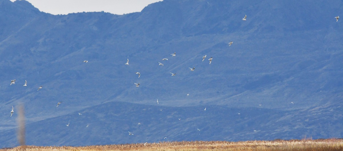 Bonaparte's Gull - ML647783602