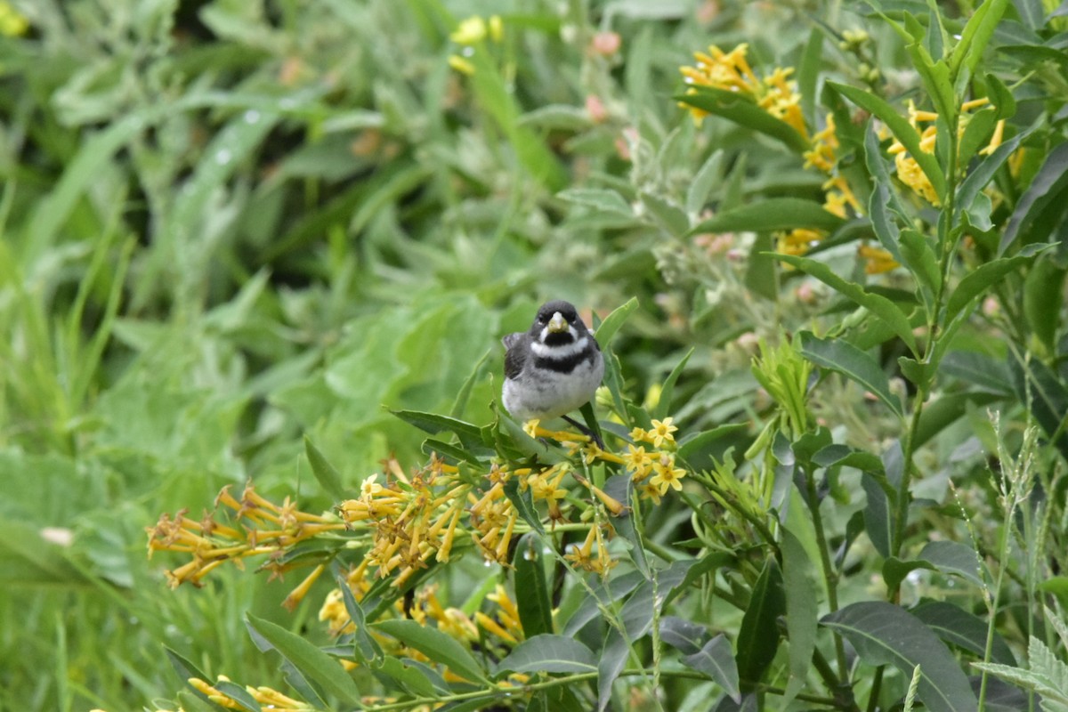 Double-collared Seedeater - ML647783603