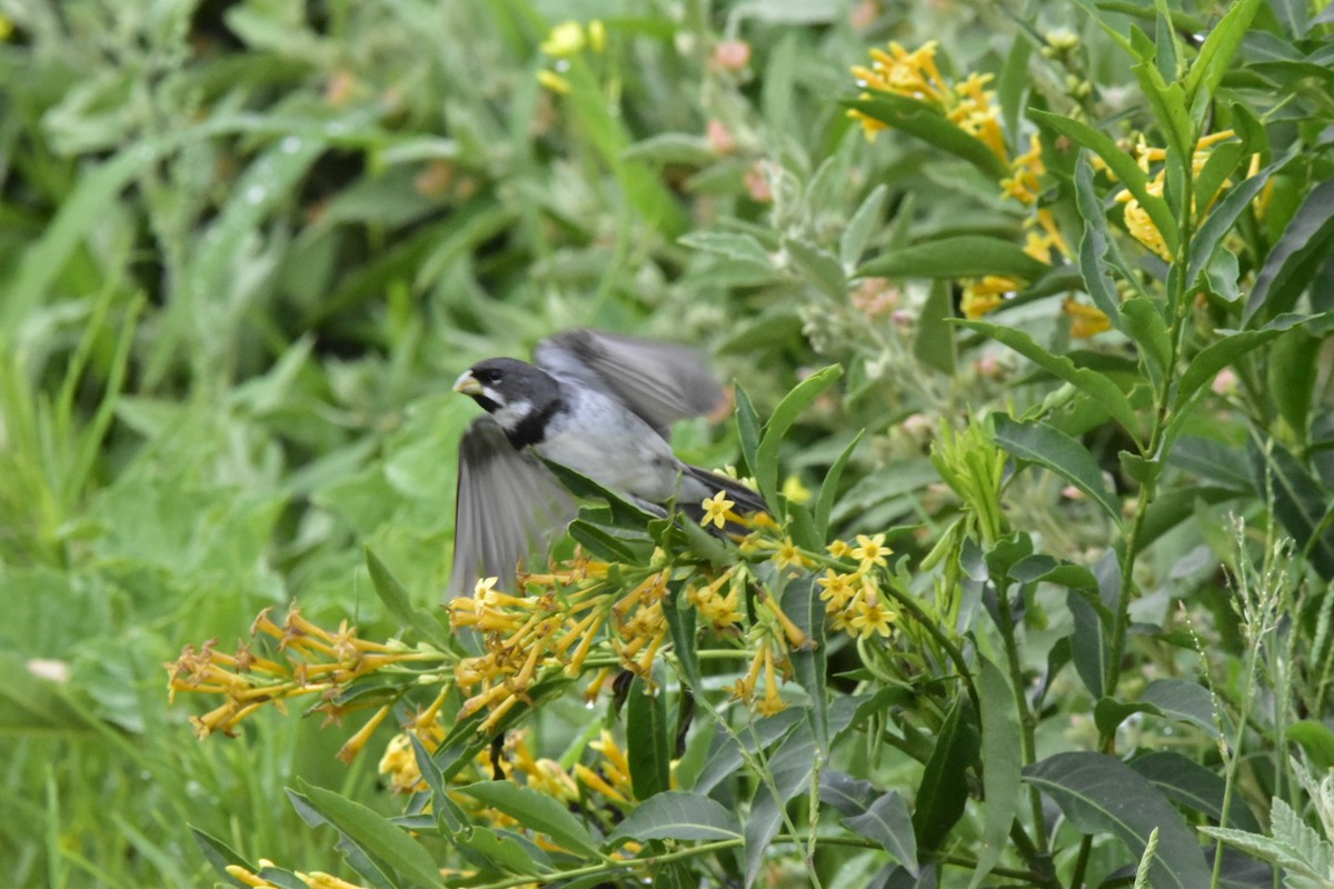 Double-collared Seedeater - ML647783604