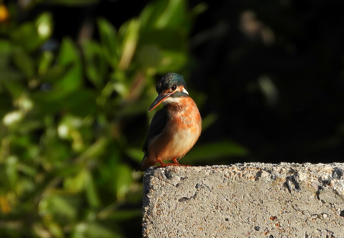 Common Kingfisher - ML647783606