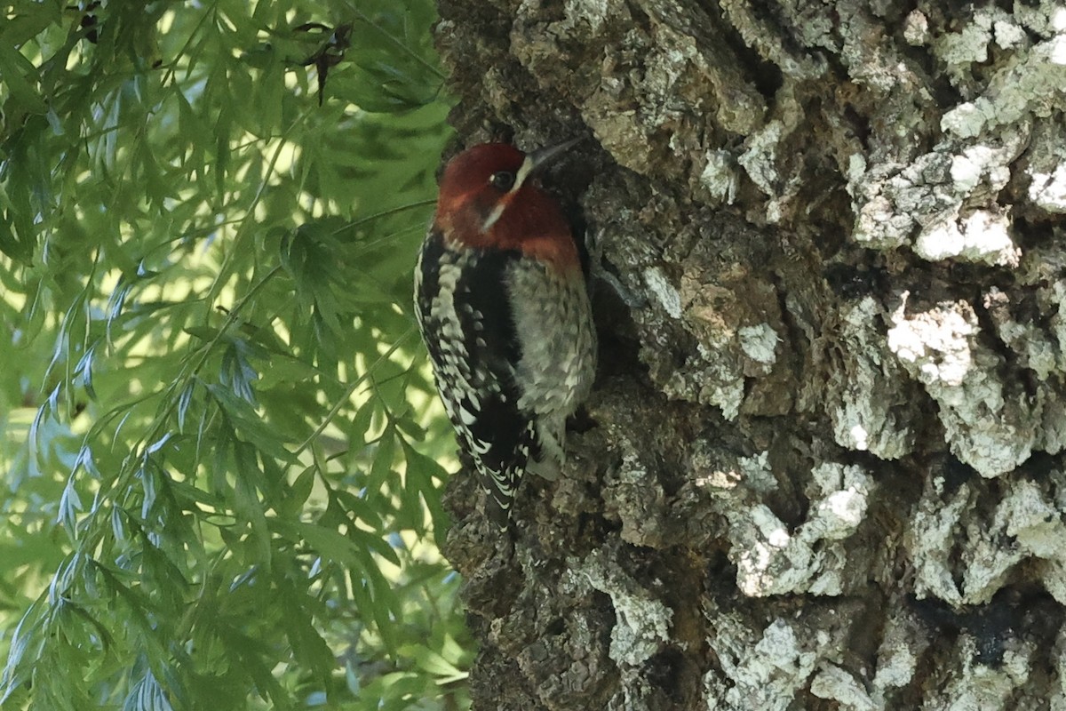 Red-breasted Sapsucker - ML647783610