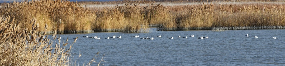 Ring-billed Gull - ML647783615