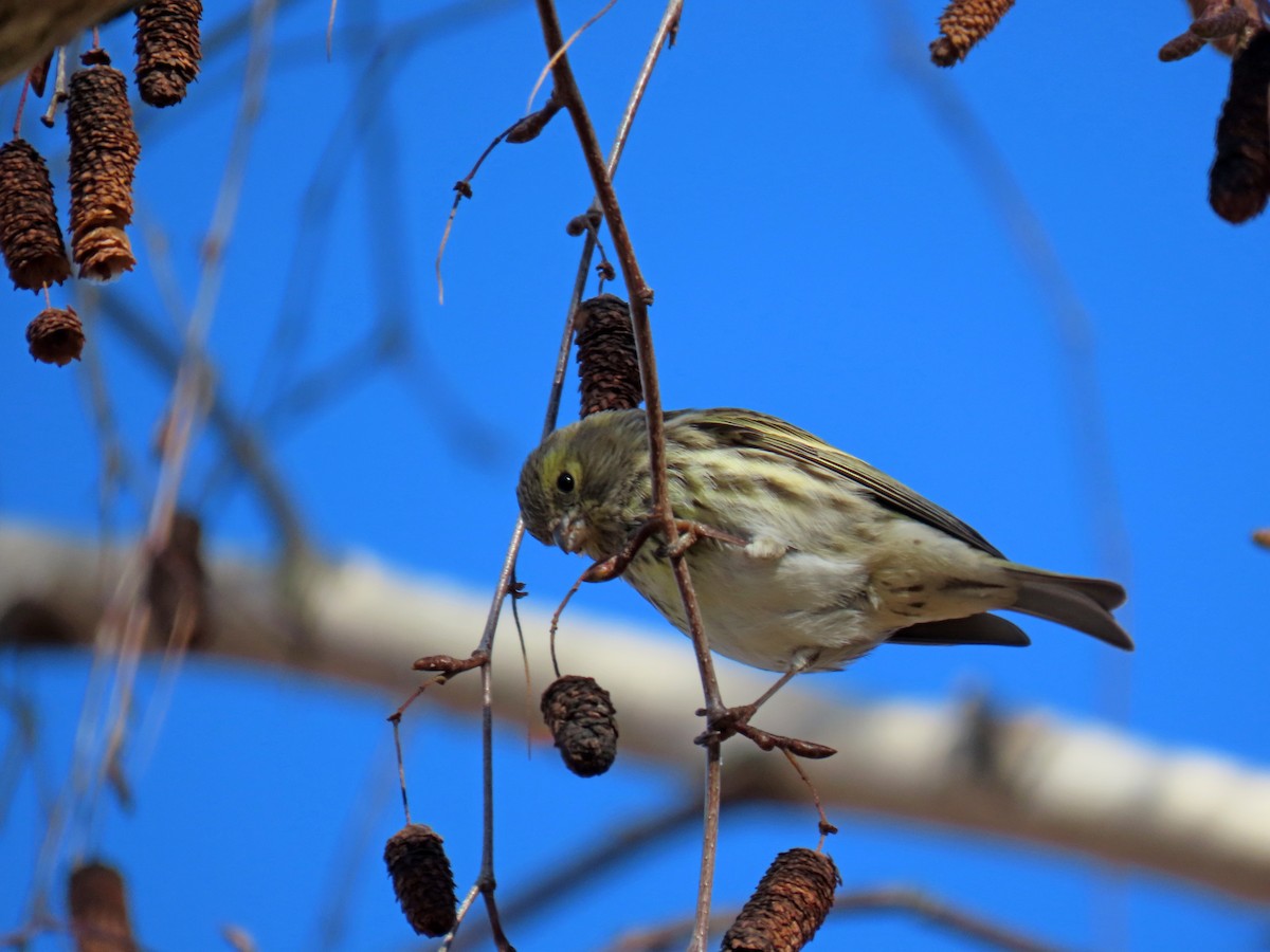 European Serin - ML647783619