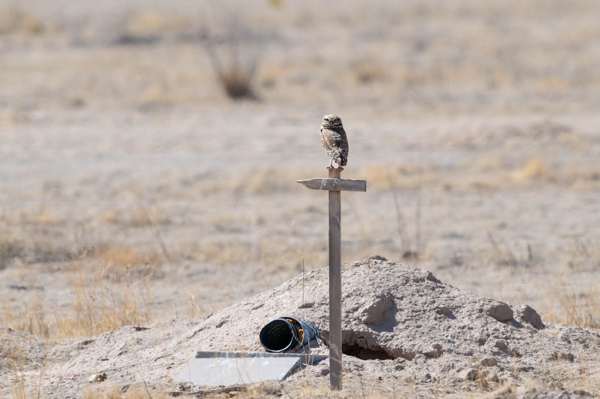 Burrowing Owl - ML647783620