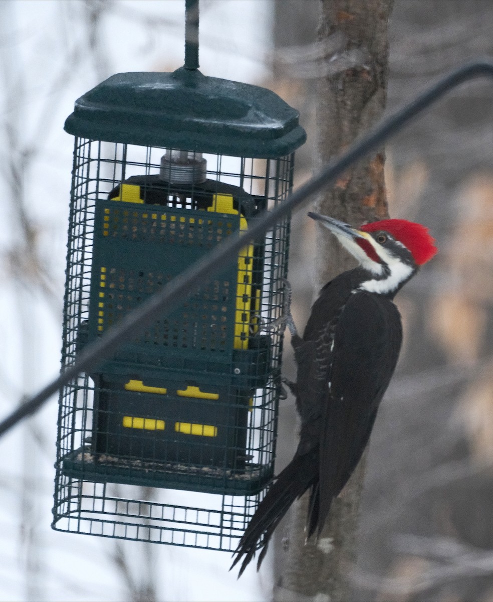 Pileated Woodpecker - ML647783621