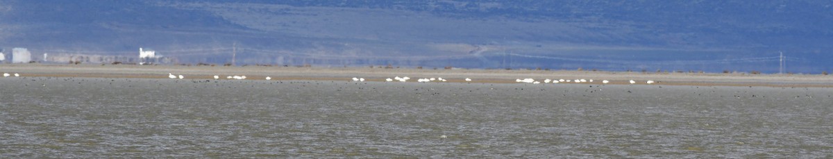 Tundra Swan - ML647783624