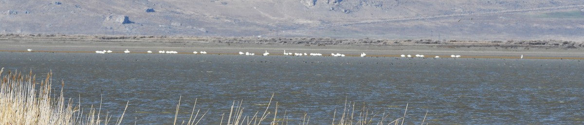 Tundra Swan - ML647783625