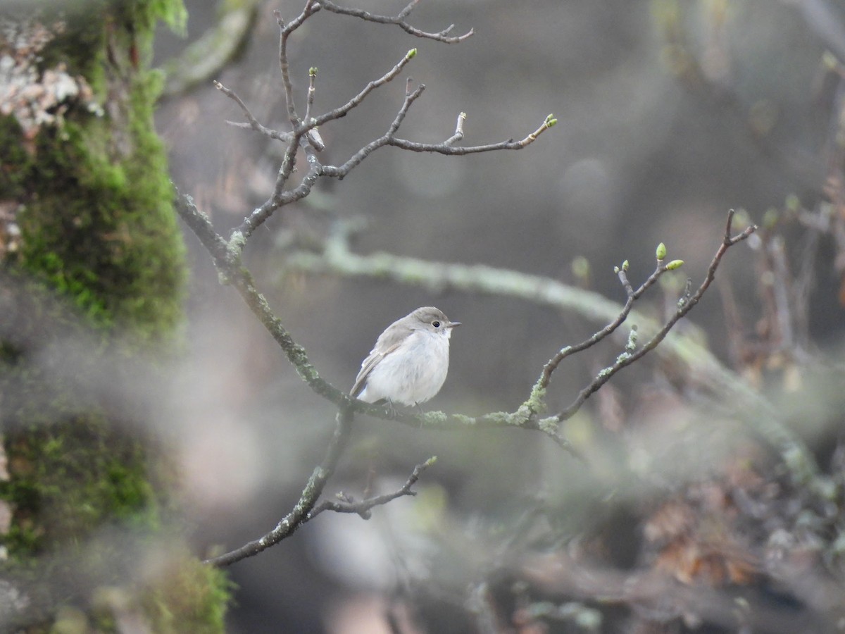 Taiga Flycatcher - ML647783626