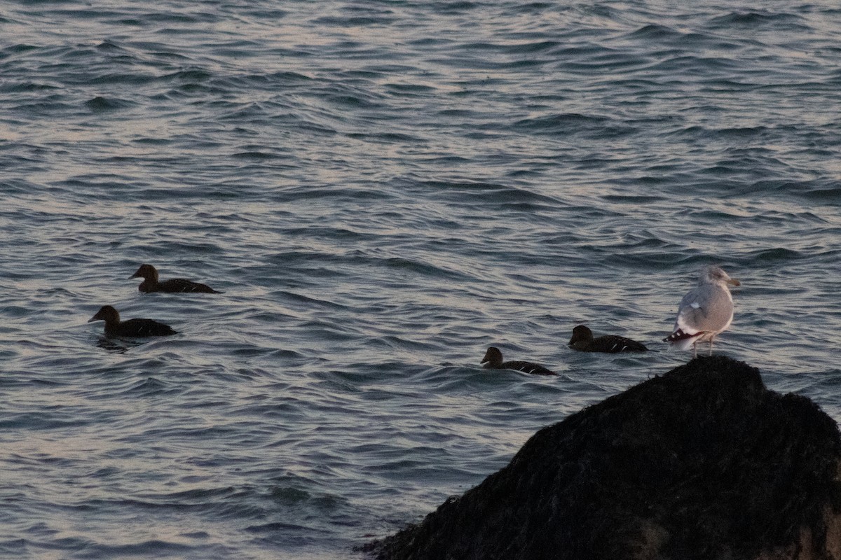 Common Eider - ML647783629