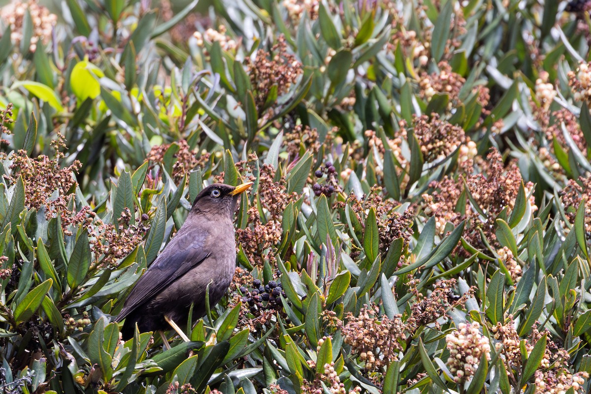 Sooty Thrush - ML647783659