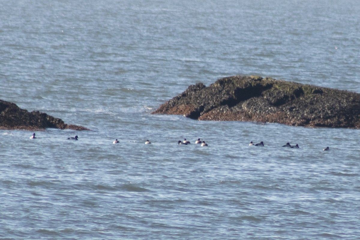 Морская чернеть - ML647783697