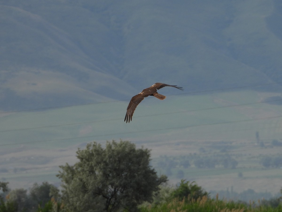 Western Marsh Harrier - ML647783706
