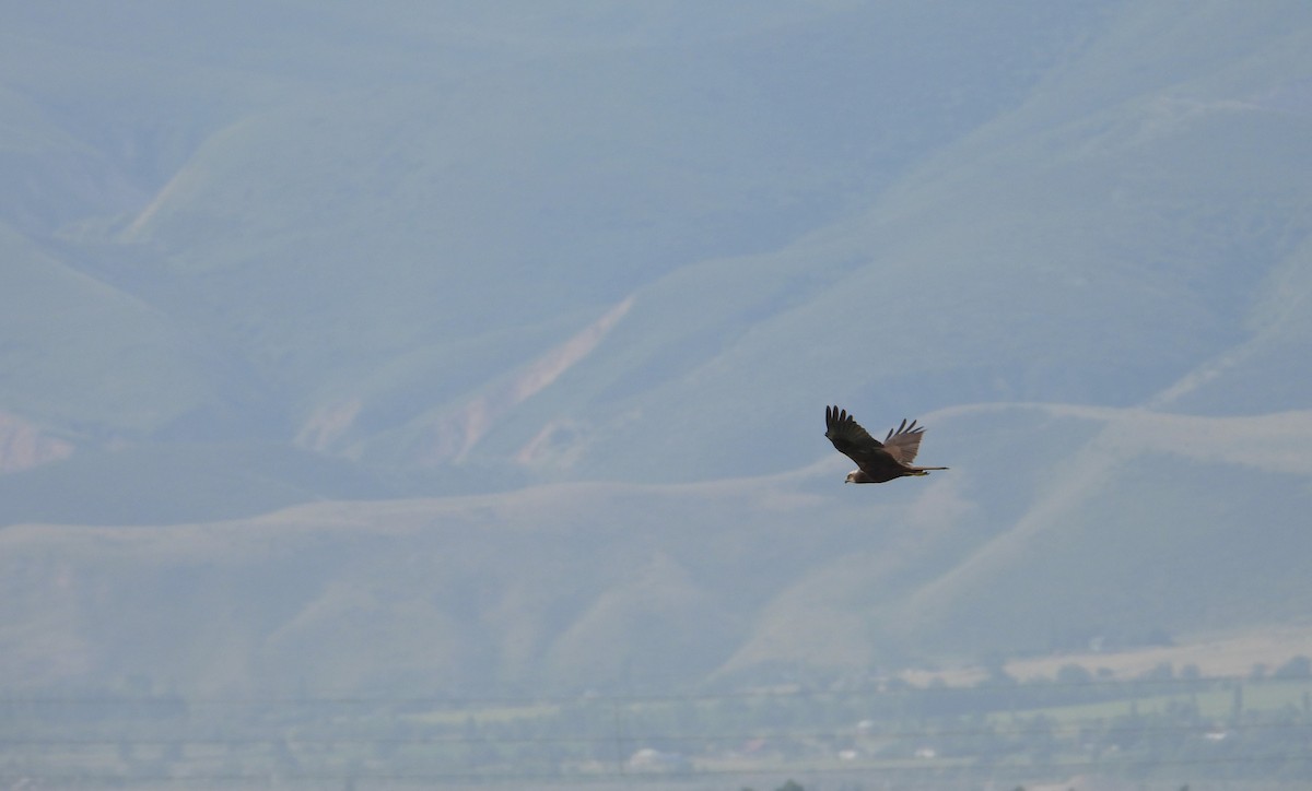 Western Marsh Harrier - ML647783707