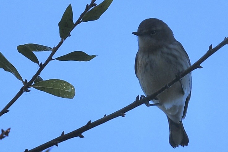 Taçlı Ötleğen - ML647783746