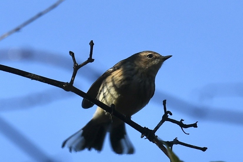 Taçlı Ötleğen - ML647783757