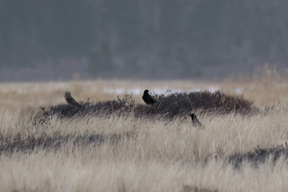 Short-eared Owl - ML647783814