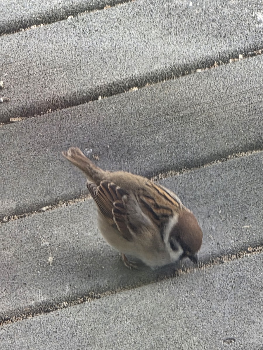 Gorrión Molinero - ML647783815