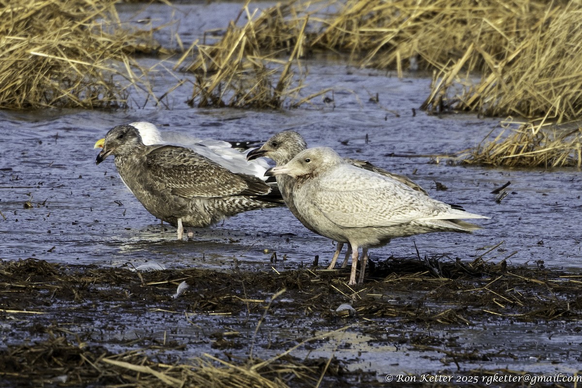 Gavión Hiperbóreo - ML647783821