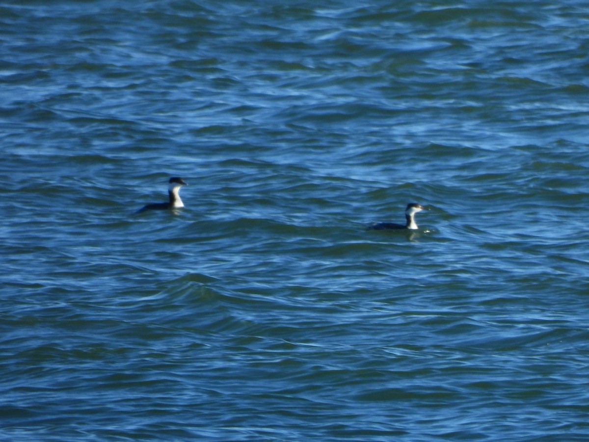 Красношейная поганка - ML647783832