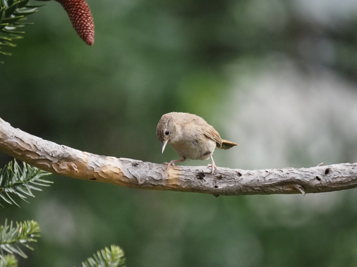 Southern House Wren - ML647783838