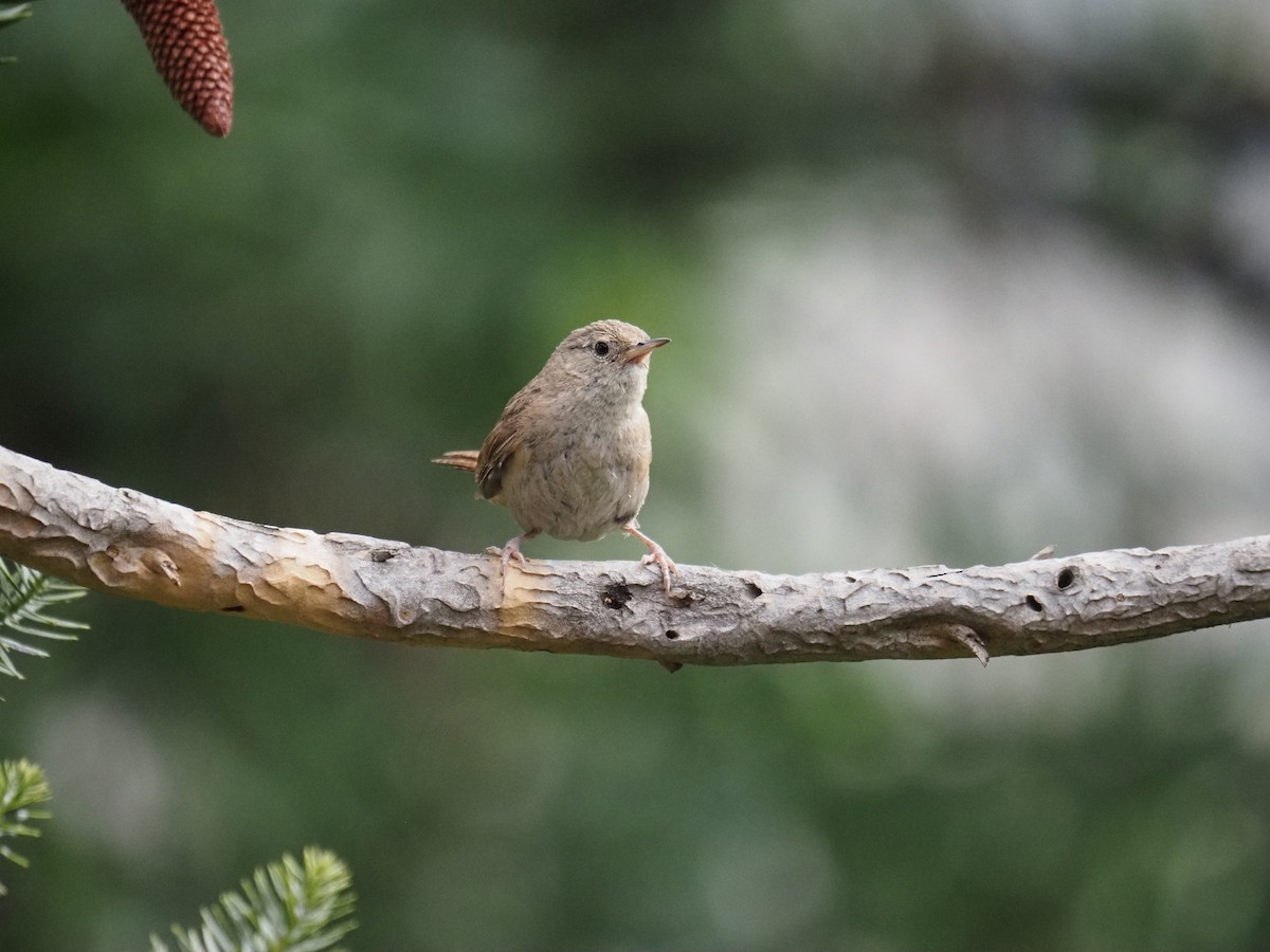 Southern House Wren - ML647783839