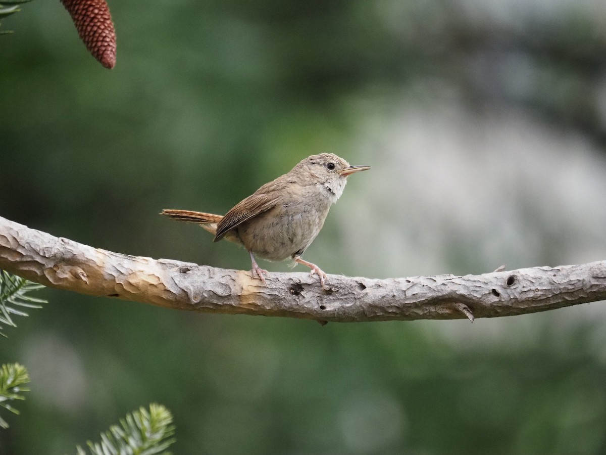 Southern House Wren - ML647783840