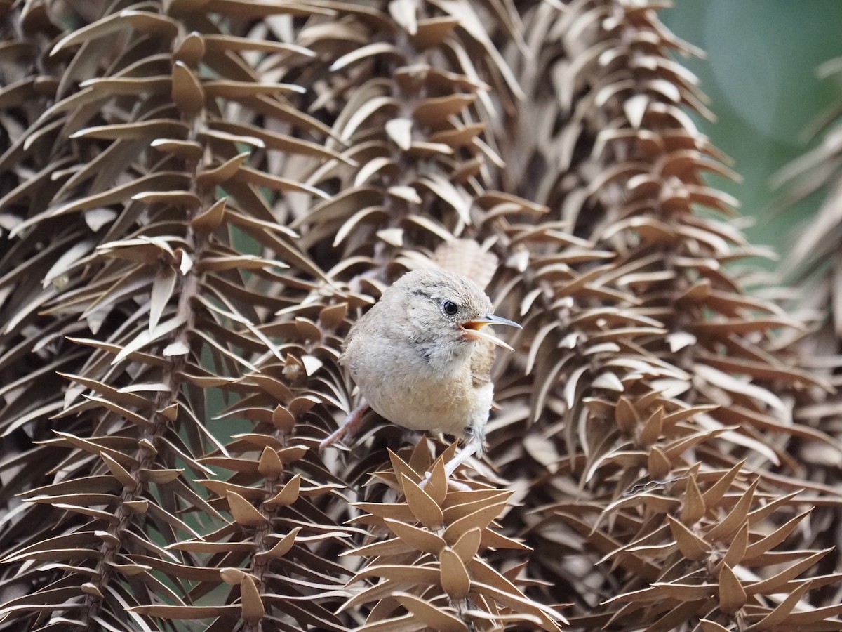 Southern House Wren - ML647783841
