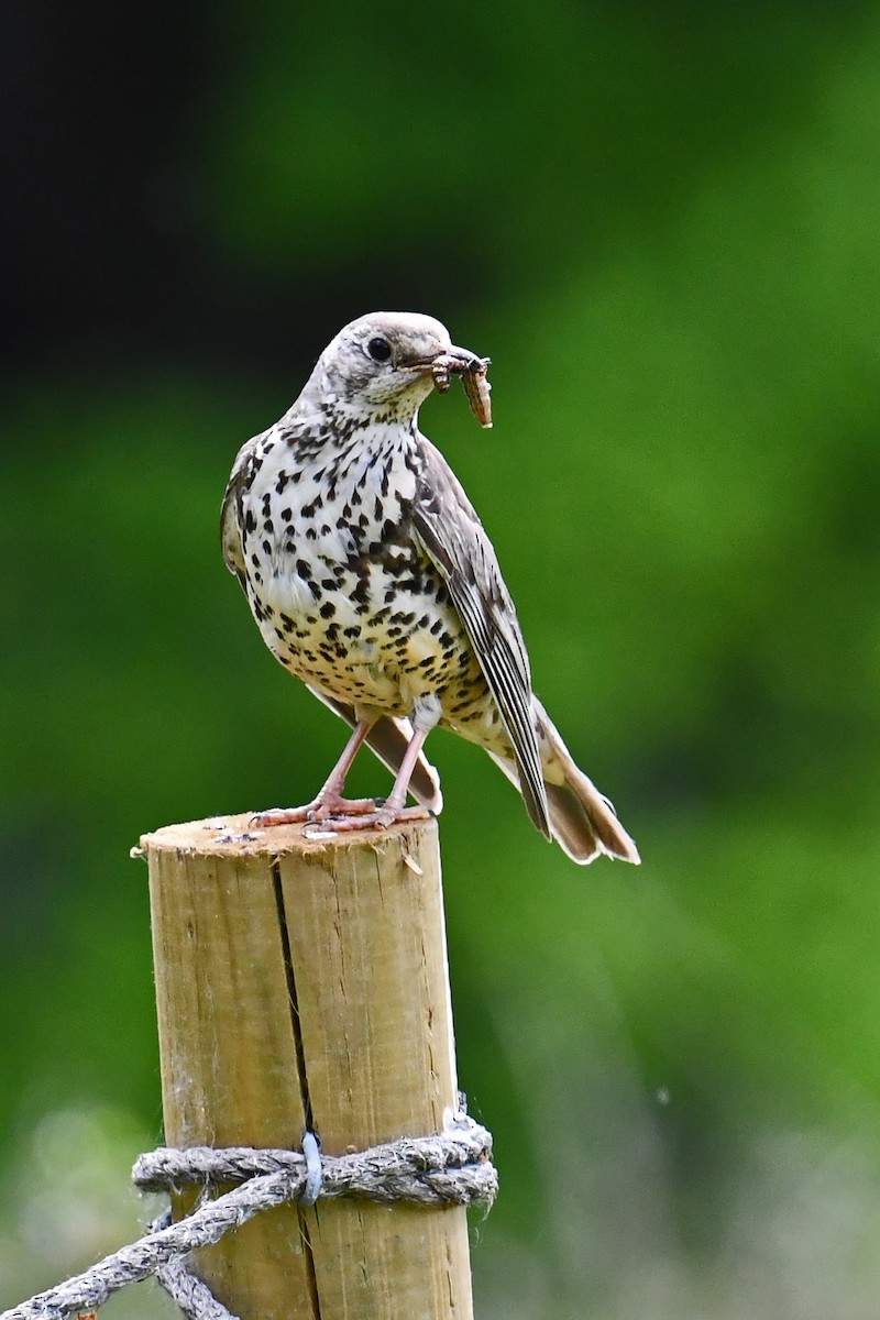 Grive draine - ML647783850