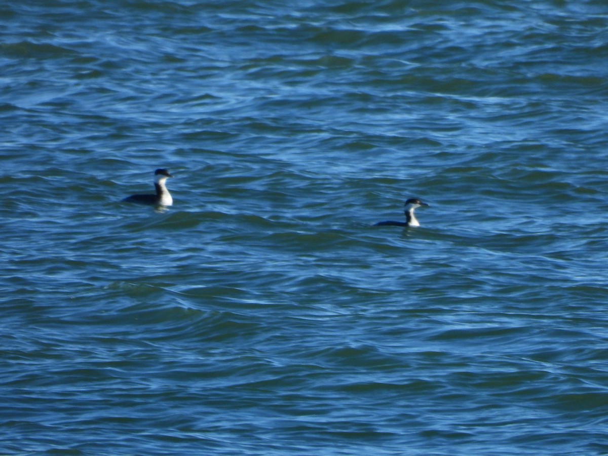 Красношейная поганка - ML647783881