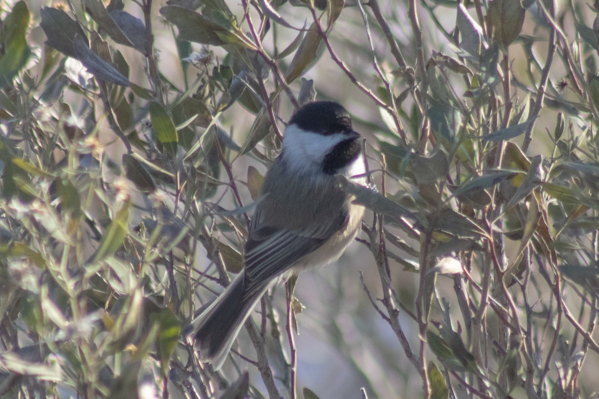 Гаїчка світлокрила - ML647783886