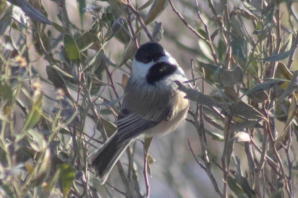 Гаїчка світлокрила - ML647783887