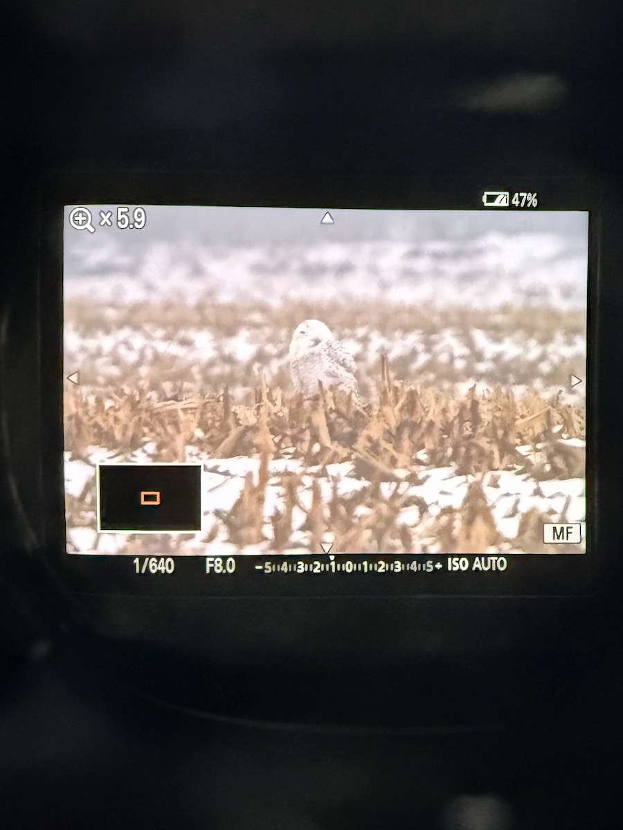 Snowy Owl - ML647783916