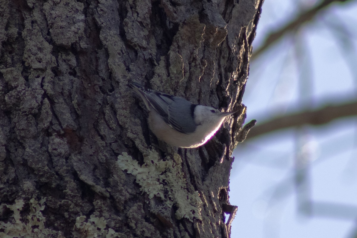 White-breasted Nuthatch - ML647783942
