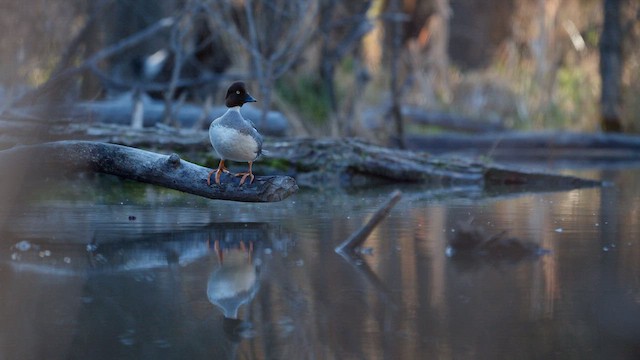 Гоголь зеленоголовий - ML647783976