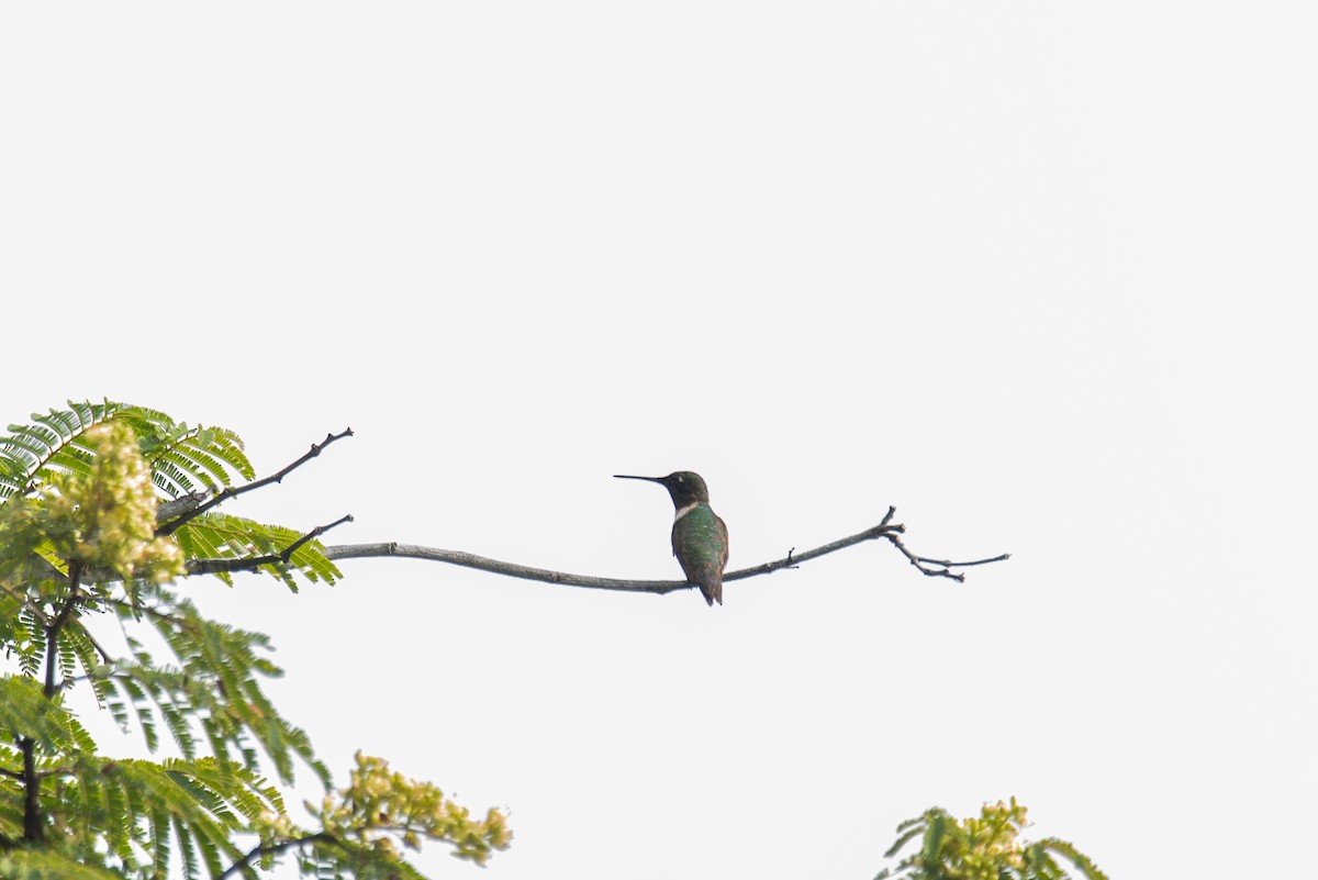 Ruby-throated Hummingbird - ML647784023