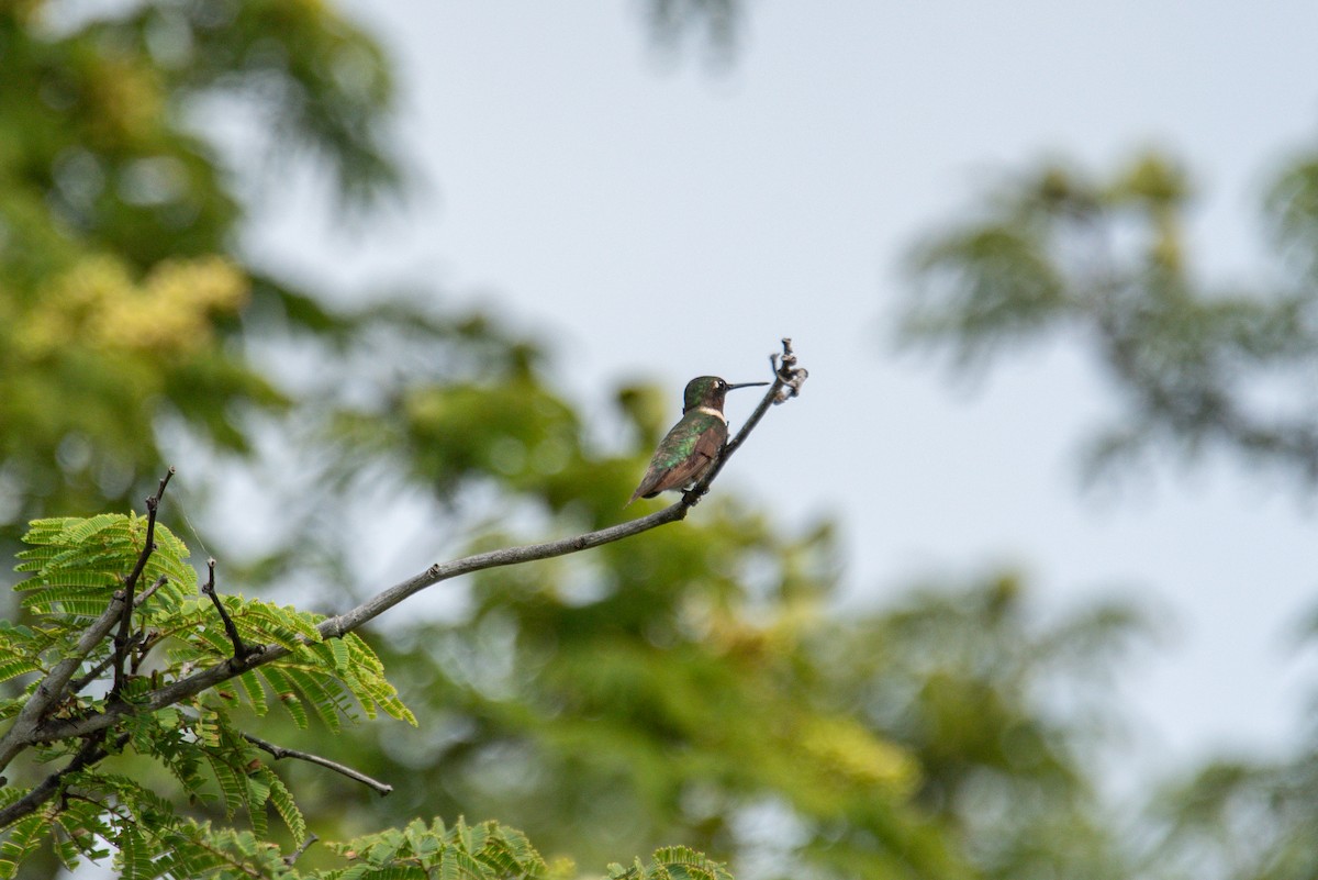 Ruby-throated Hummingbird - ML647784024