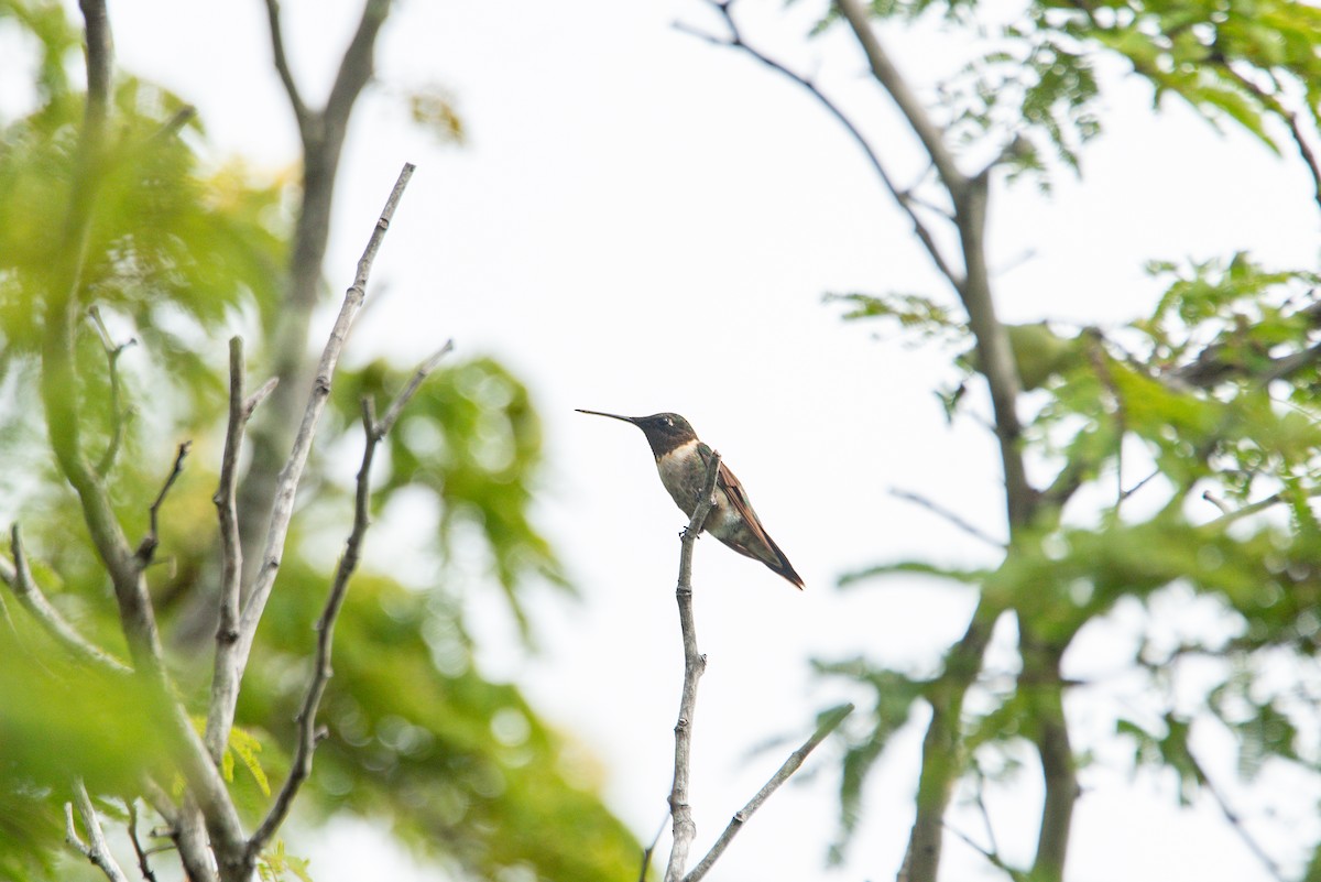 Ruby-throated Hummingbird - ML647784026