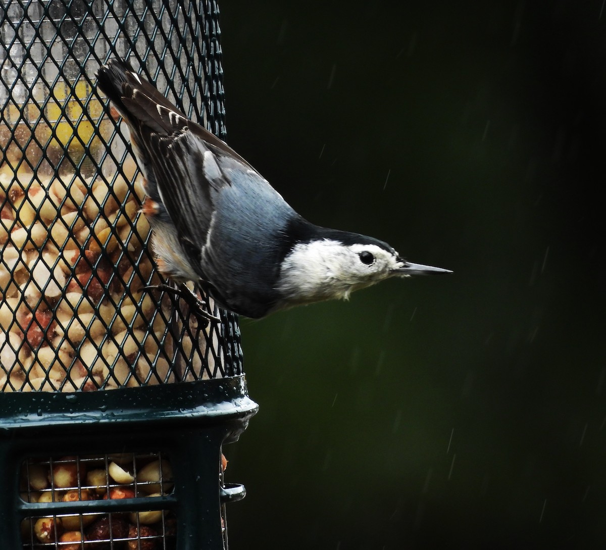 White-breasted Nuthatch (Pacific) - ML647784033