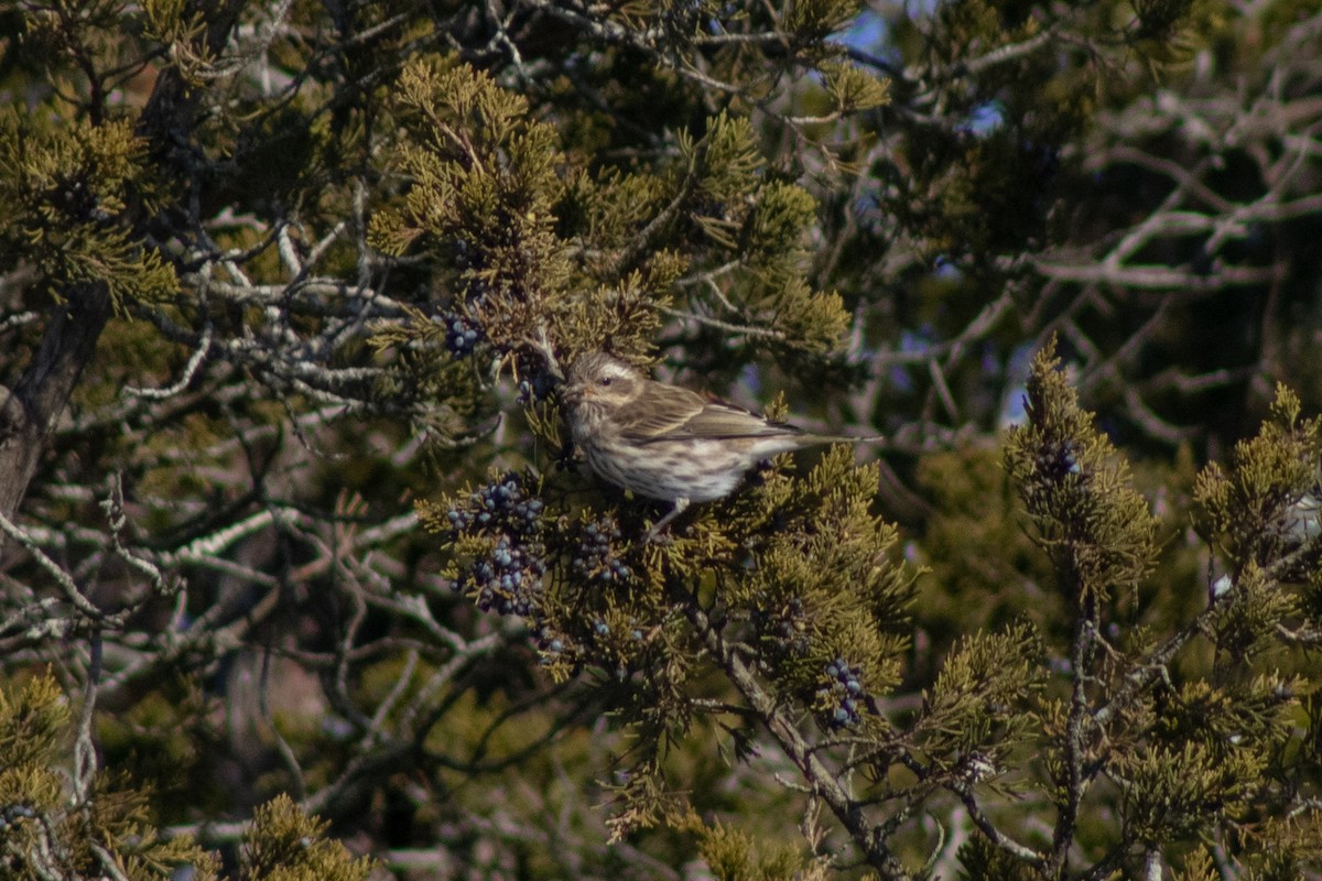 Чечевиця кармінова - ML647784035