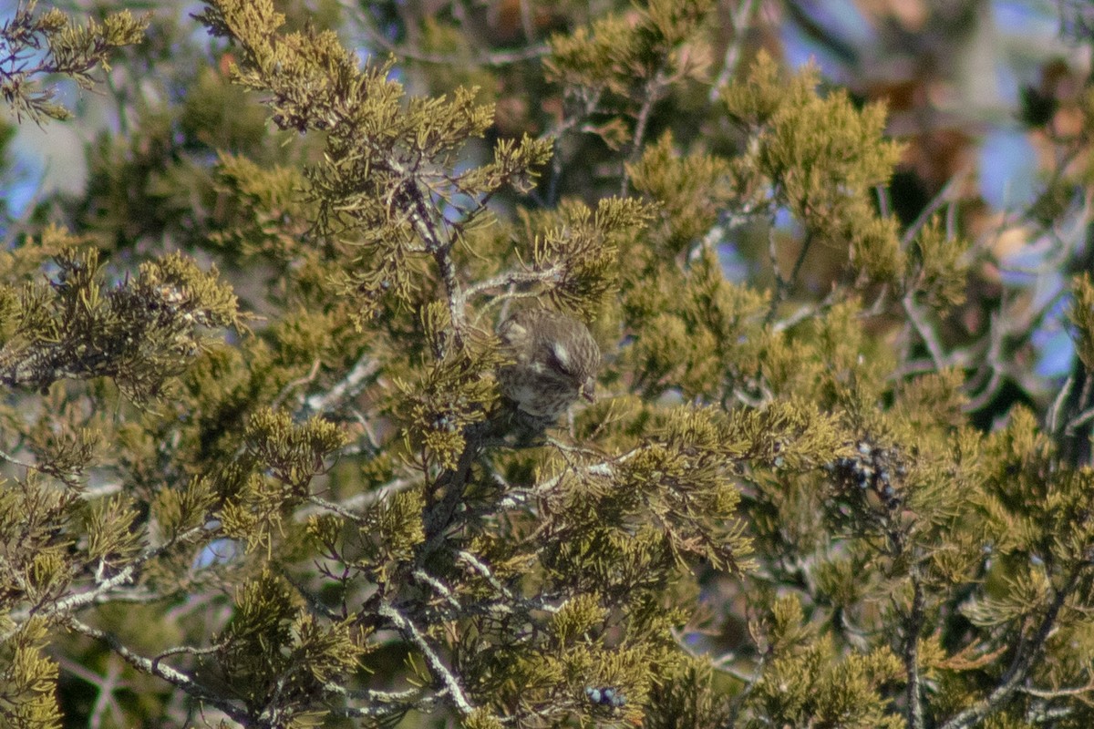 Чечевиця кармінова - ML647784036