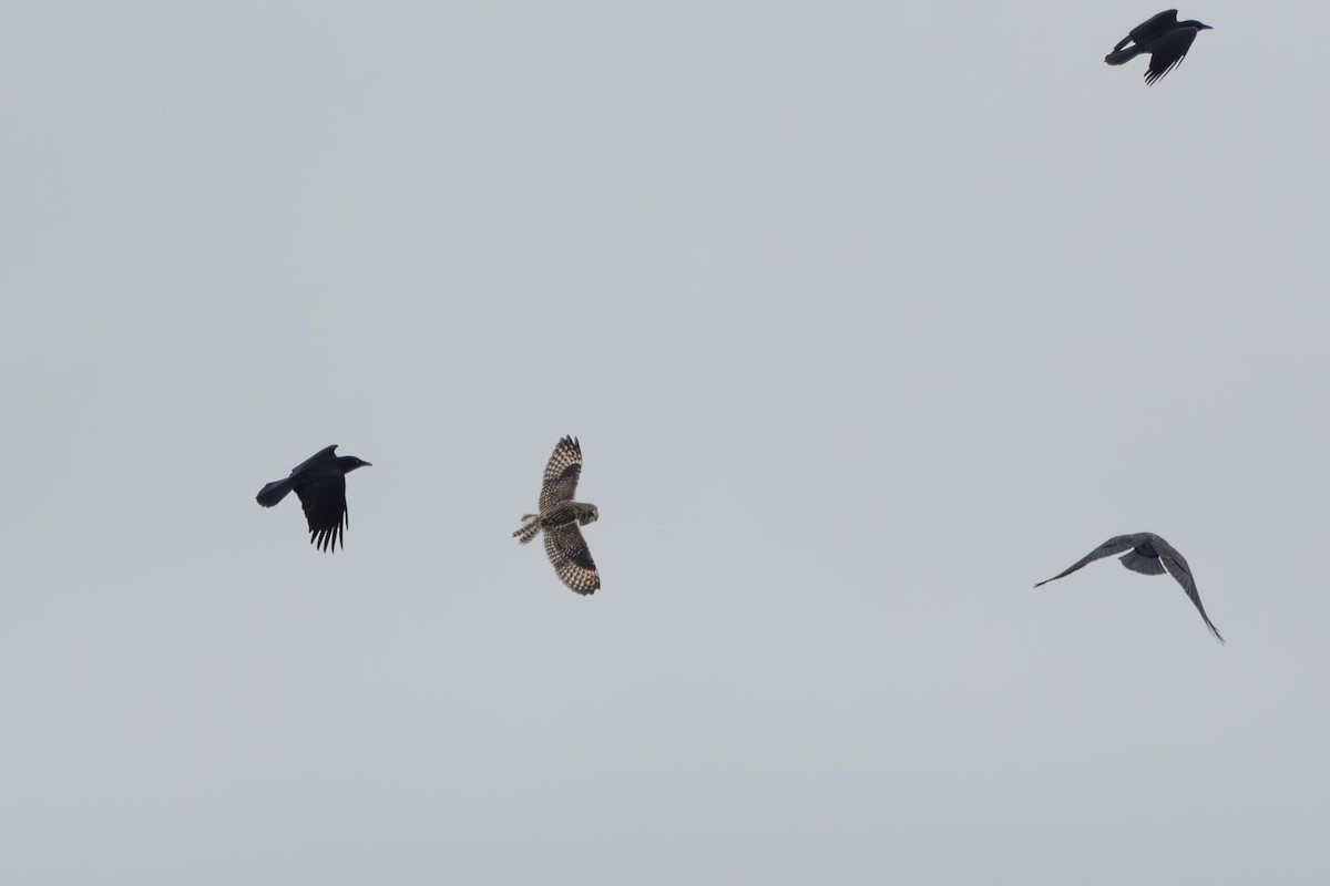 Short-eared Owl - ML647784044